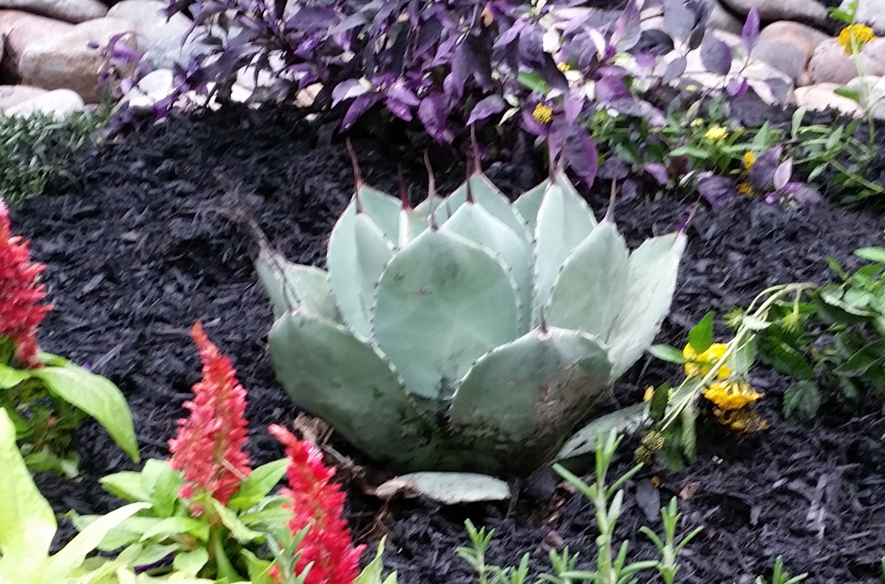 Agave – HDG Landscape Design