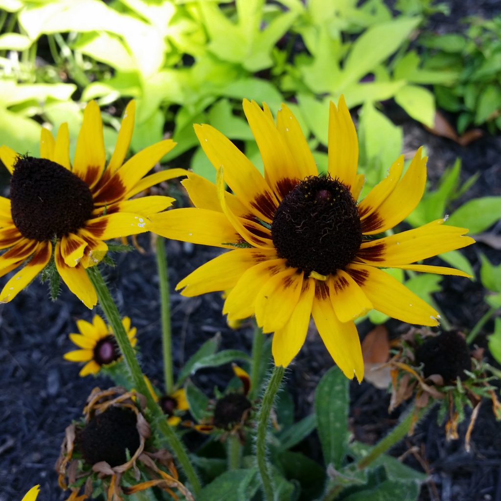 Coneflower | HDG Landscape Design