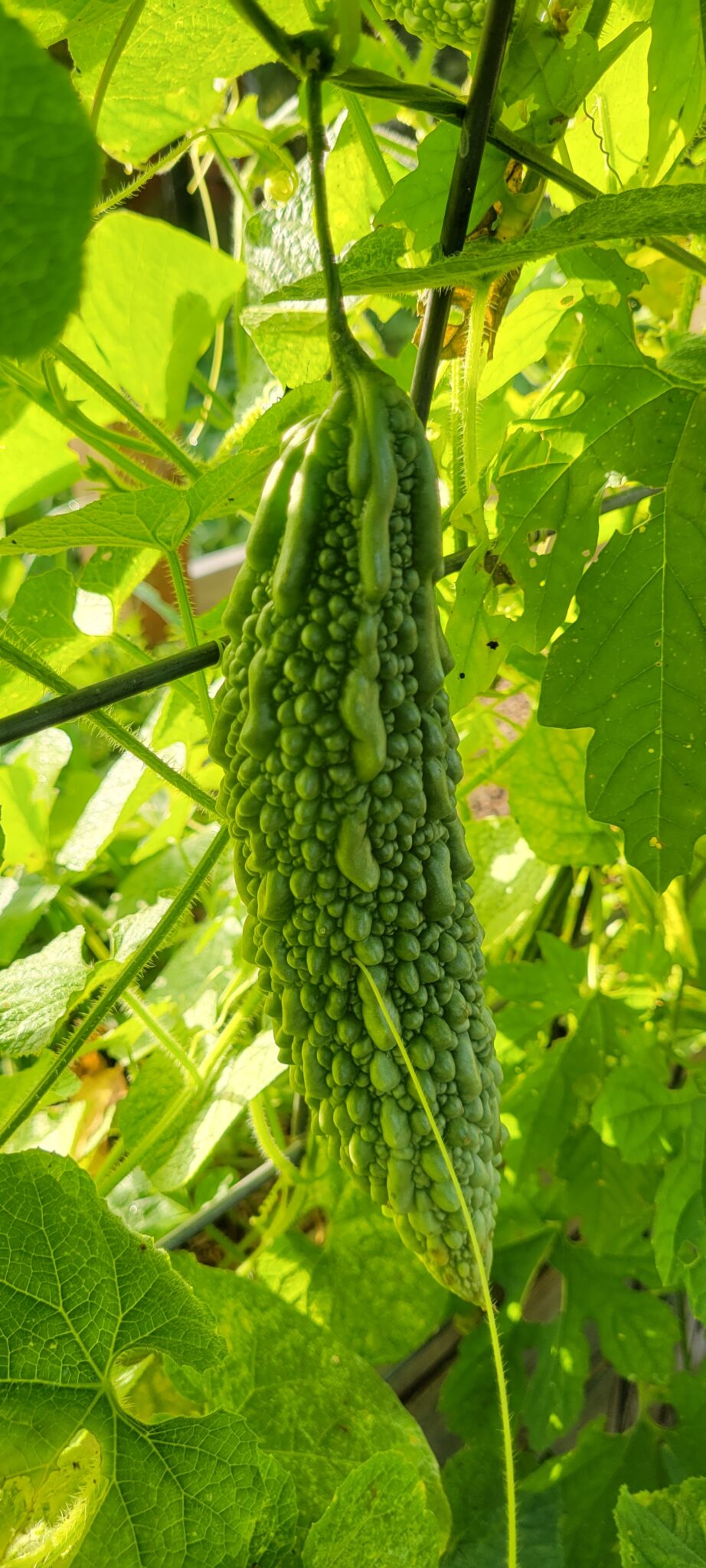 satsuma-ohnaga-bitter-melon-hdg-landscape-design