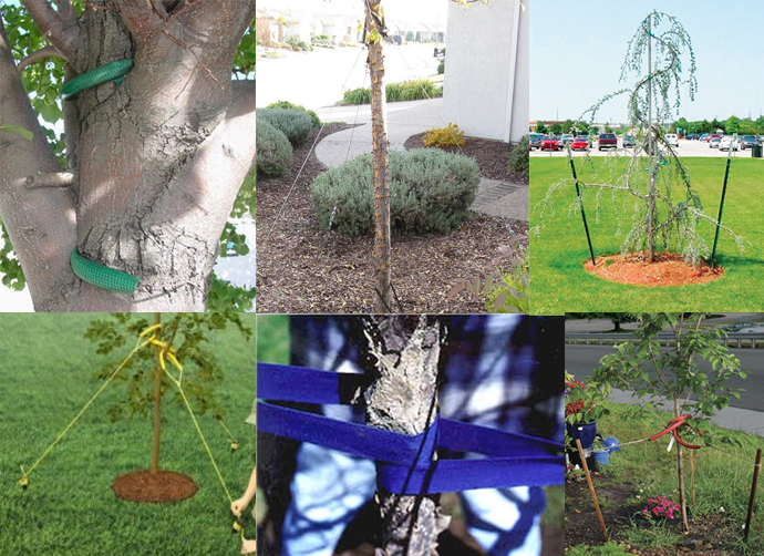 Tree Staking Methods Good and Bad